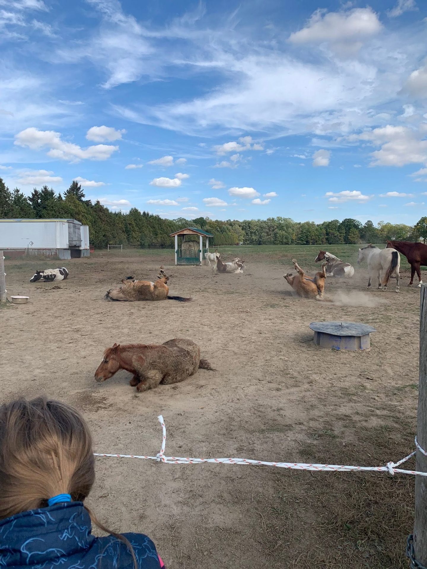 Ponies at Cherry Grove Stables